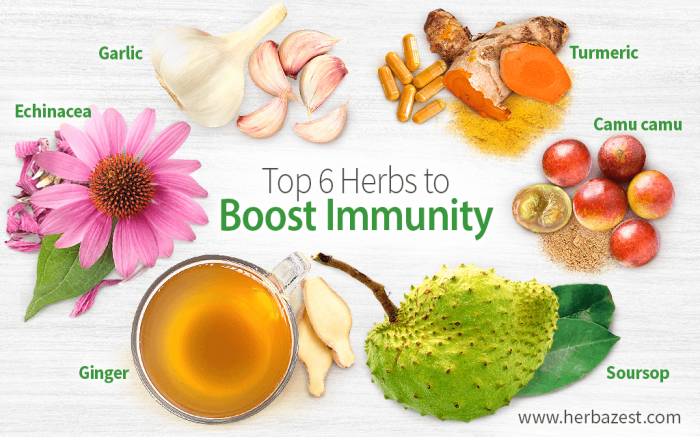 Herbs for boosting immune system